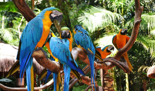 Parque das Aves